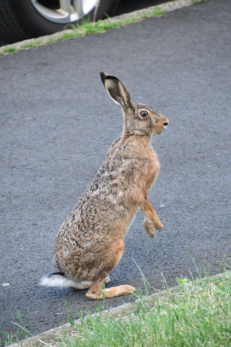 2026-03-11-DSC_9920 - kopie.JPG